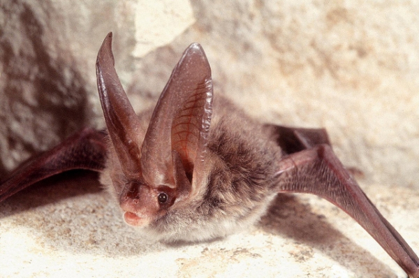 extinct-papua-new-guinea-bat-species-rediscovered-after-120-years